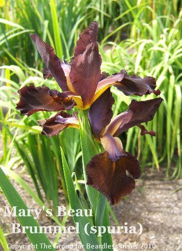 Mary's Beau Brummel (2)